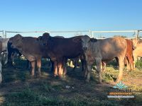 Image_20260325172439060_392d745d-14b9-4ad0-a78d-170ff3fba38e