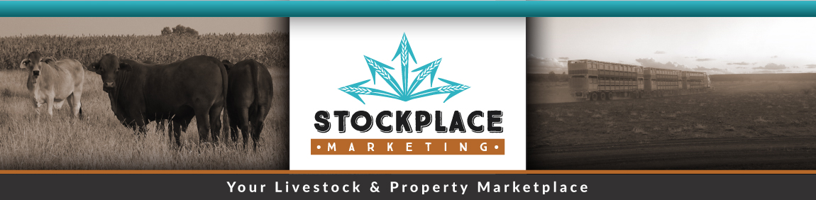 Stockplace Marketing cows, calves, heifers, steers and bulls